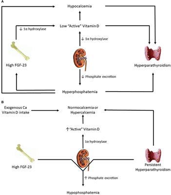 Mineral and Bone Disorders After Kidney Transplantation